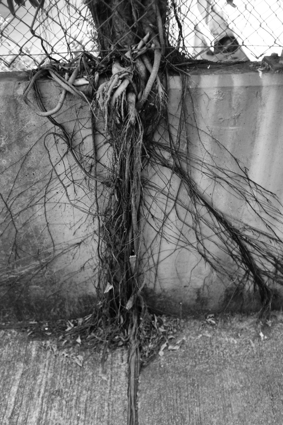 tree through crack.jpg